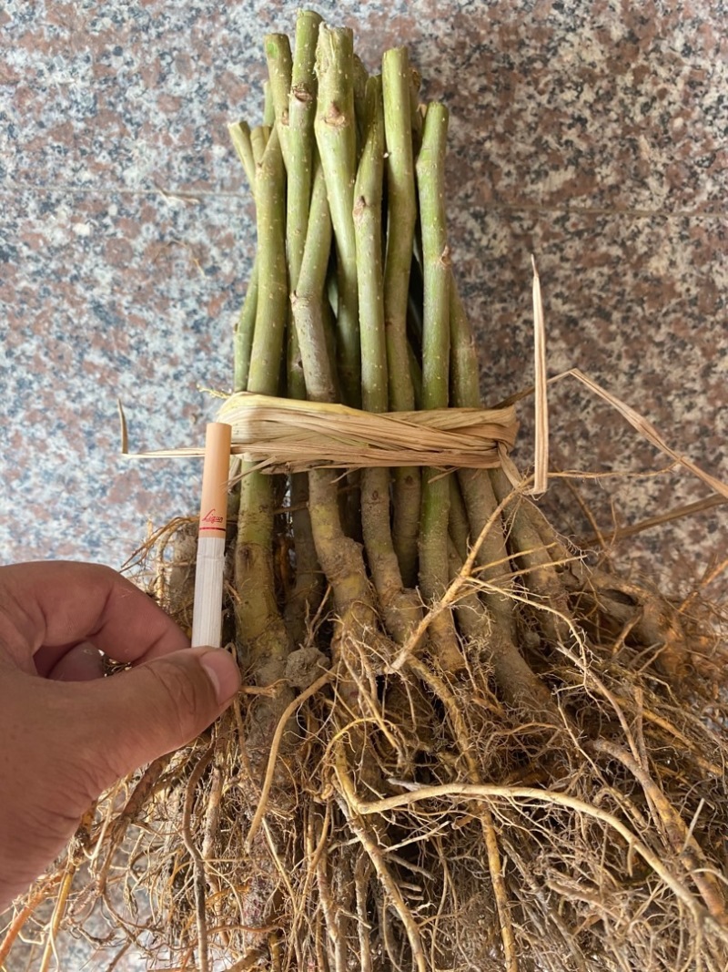 无籽大十果桑苗海宁嫁接苗产量高，结果快，提供技术