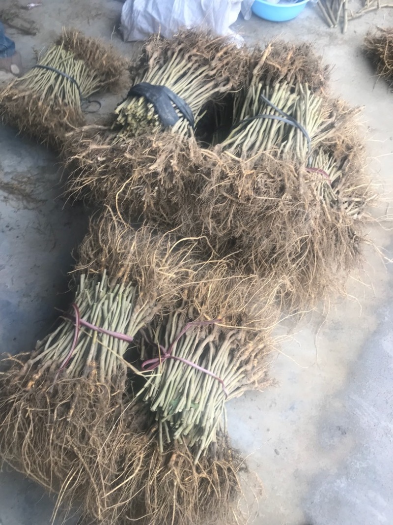 无籽大十果桑苗海宁嫁接苗产量高，结果快，提供技术
