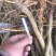 无籽大十果桑苗海宁嫁接苗产量高，结果快，提供技术