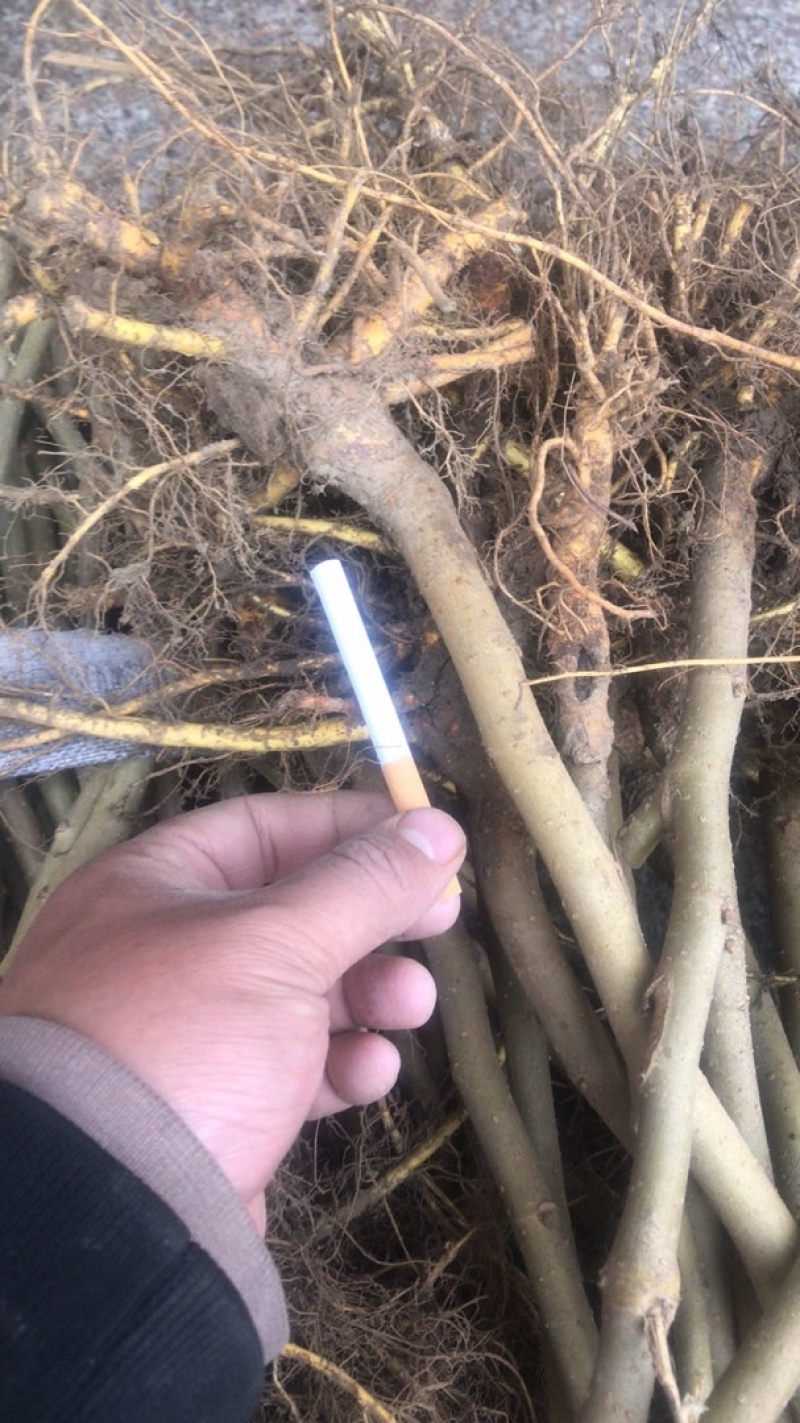无籽大十果桑苗海宁嫁接苗产量高，结果快，提供技术