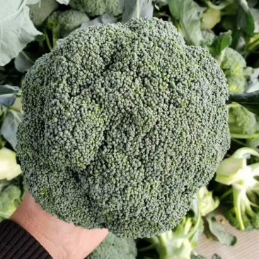 耐寒优秀西兰花，质优好。