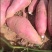 大量种植西瓜红、商薯19红薯，无虫咬，一件代发