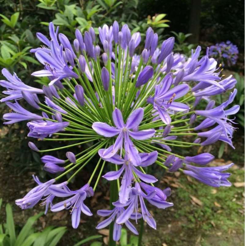 百子莲花苗盆栽种球蓝色四季常绿多年生草本宿根花卉植物