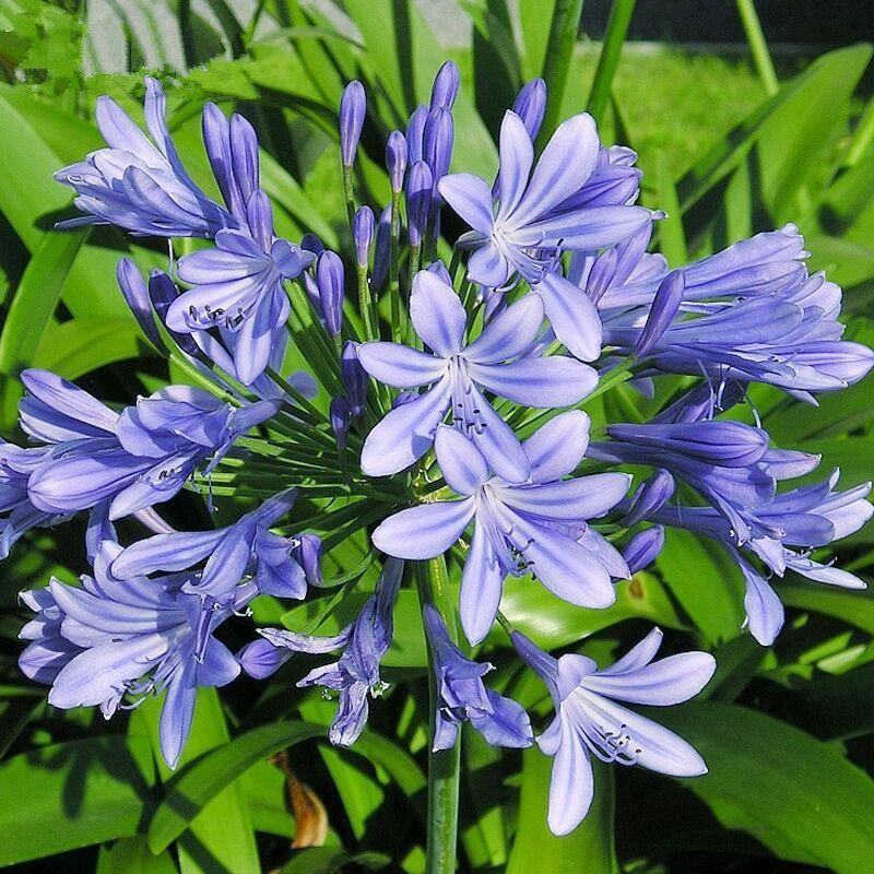 百子莲花苗盆栽种球蓝色四季常绿多年生草本宿根花卉植物
