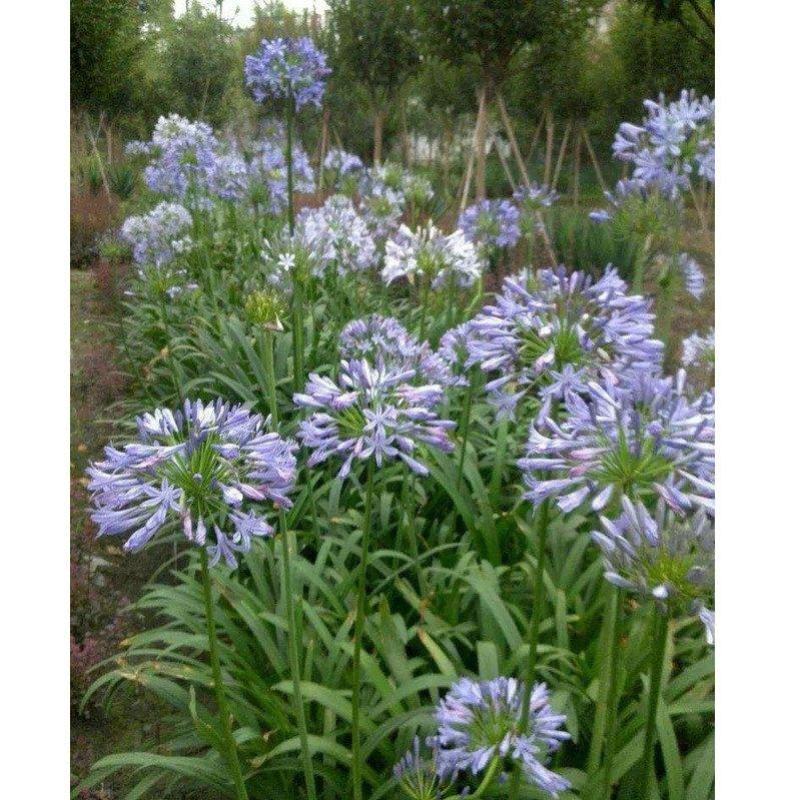 百子莲花苗盆栽种球蓝色四季常绿多年生草本宿根花卉植物