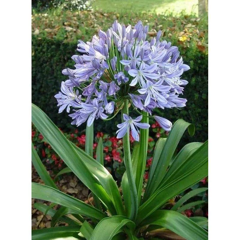 百子莲花苗盆栽种球蓝色四季常绿多年生草本宿根花卉植物