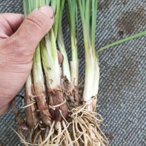 百子莲花苗盆栽种球蓝色四季常绿多年生草本宿根花卉植物