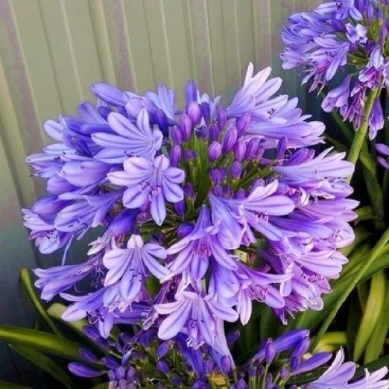 百子莲花苗盆栽种球蓝色四季常绿多年生草本宿根花卉植物