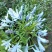 百子莲花苗盆栽种球蓝色四季常绿多年生草本宿根花卉植物