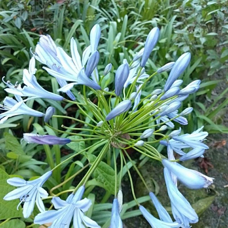 百子莲花苗盆栽种球蓝色四季常绿多年生草本宿根花卉植物