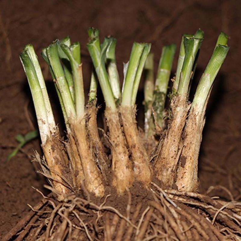新韭菜根现挖紫根韭菜苗种子家庭阳台盆栽种菜四季绿色
