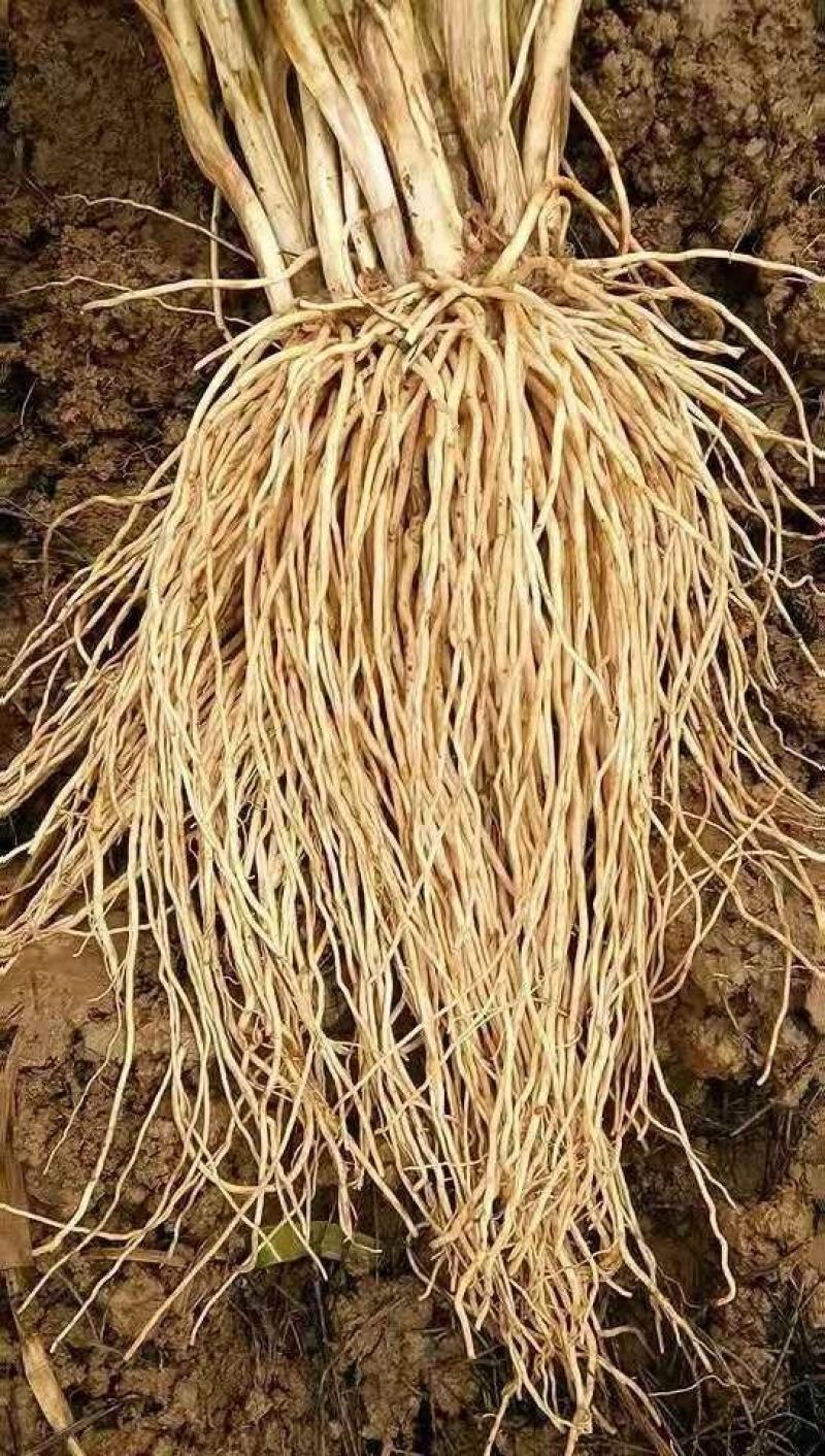 新韭菜根现挖紫根韭菜苗种子家庭阳台盆栽种菜四季绿色
