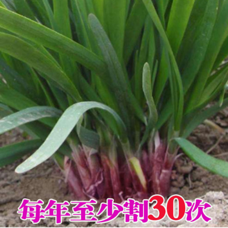 新韭菜根现挖紫根韭菜苗种子家庭阳台盆栽种菜四季绿色