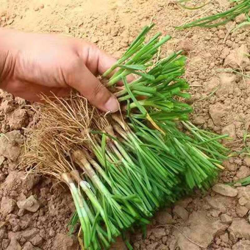 新韭菜根现挖紫根韭菜苗种子家庭阳台盆栽种菜四季绿色