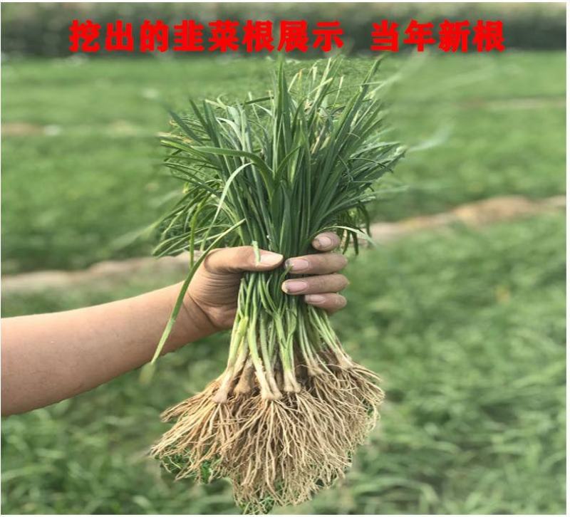 新韭菜根现挖紫根韭菜苗种子家庭阳台盆栽种菜四季绿色