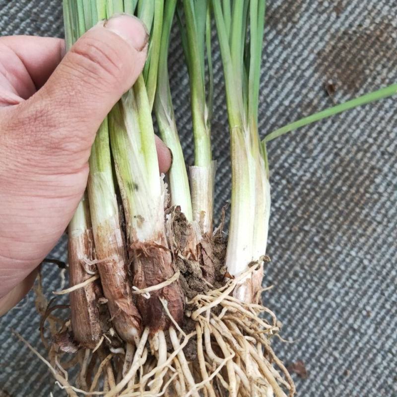 新韭菜根现挖紫根韭菜苗种子家庭阳台盆栽种菜四季绿色