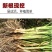 新韭菜根现挖紫根韭菜苗种子家庭阳台盆栽种菜四季绿色