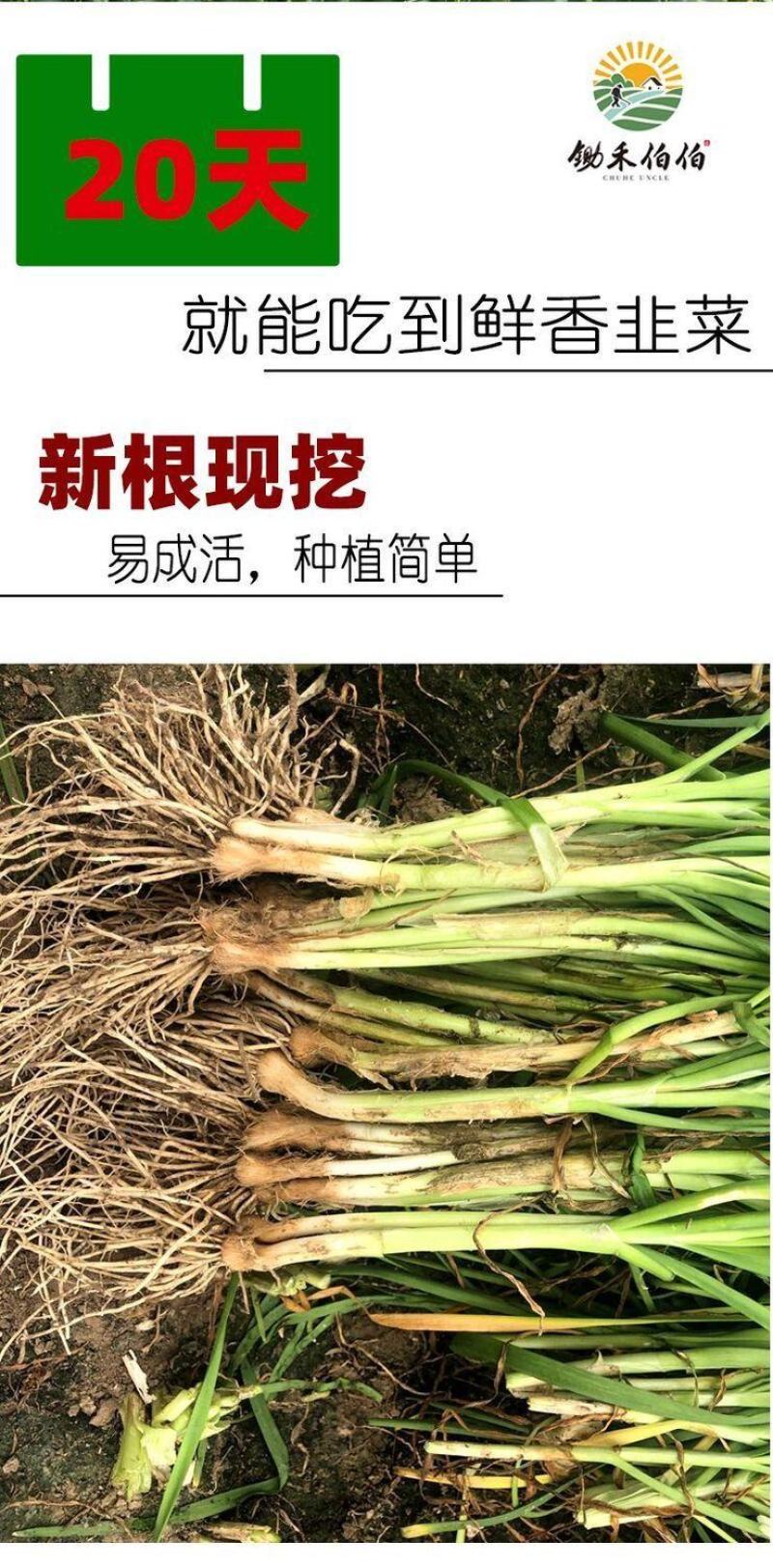 新韭菜根现挖紫根韭菜苗种子家庭阳台盆栽种菜四季绿色