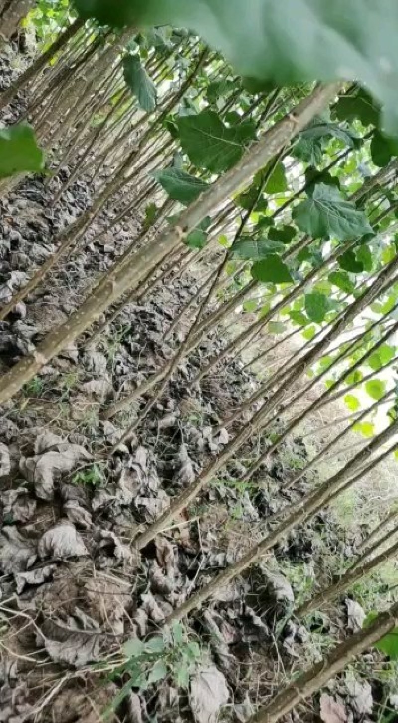 土耳其无絮速生杨树苗、107无絮速生杨树苗。
