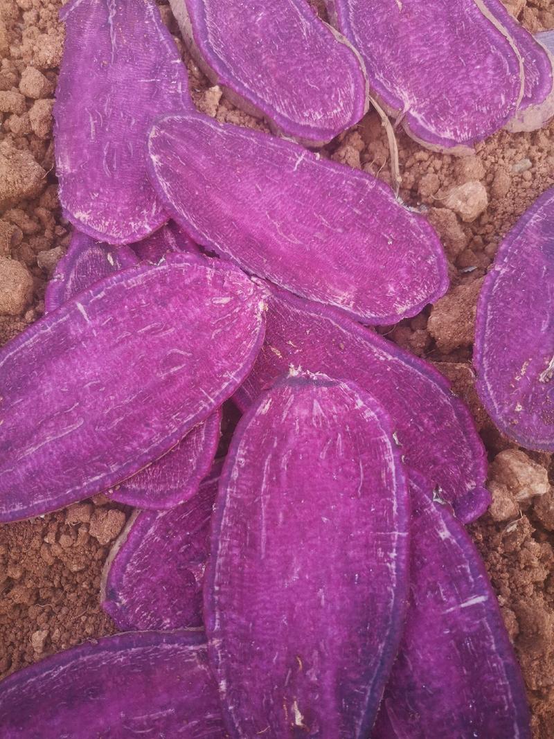 河南紫薯粉洛阳伊川农家自制新鲜紫薯粉产地直销