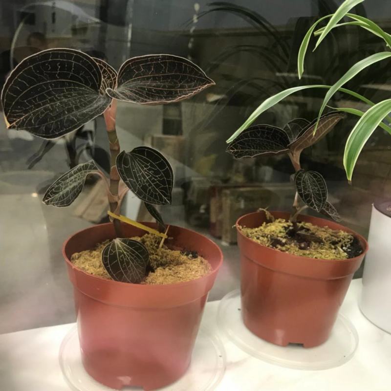 福建南靖金线莲种苗8～15cm（送专用种植营养土）