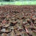 福建南靖金线莲种苗8～15cm（送专用种植营养土）