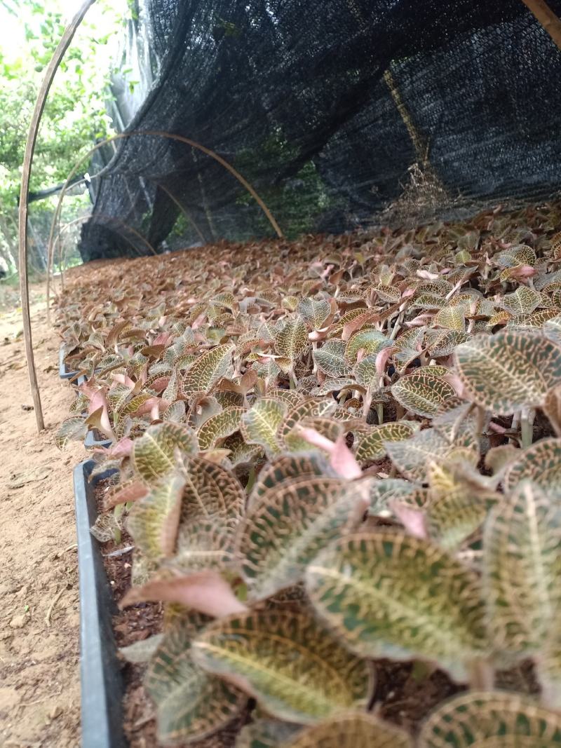 福建南靖金线莲种苗8～15cm（送专用种植营养土）
