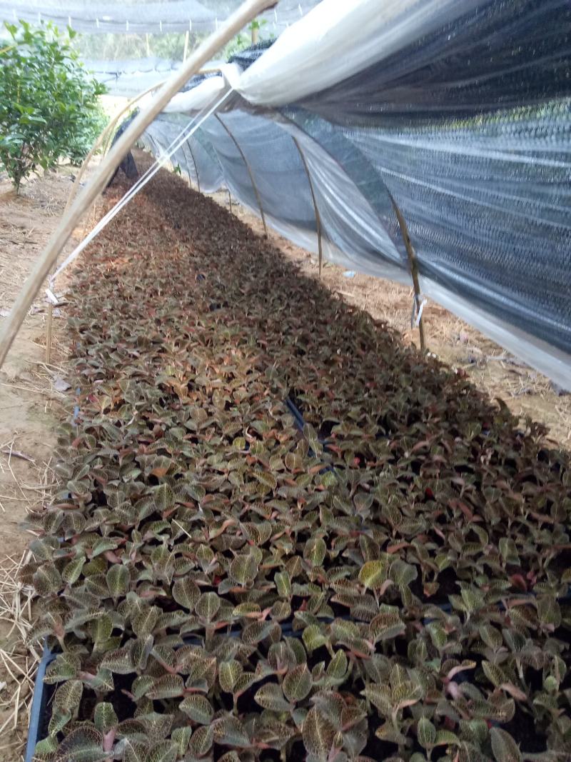 福建南靖金线莲种苗8～15cm（送专用种植营养土）