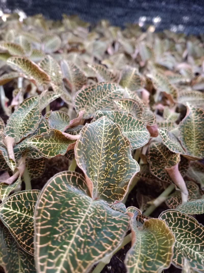 福建南靖金线莲种苗8～15cm（送专用种植营养土）