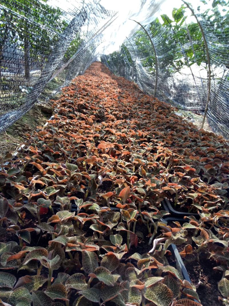 福建南靖金线莲种苗8～15cm（送专用种植营养土）