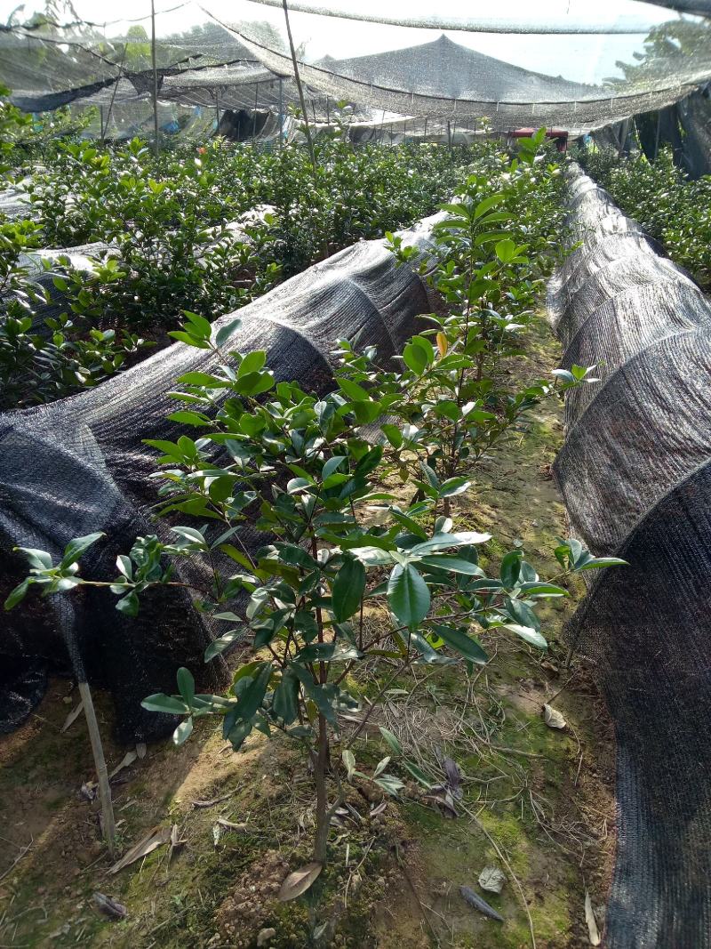 福建南靖金线莲种苗8～15cm（送专用种植营养土）