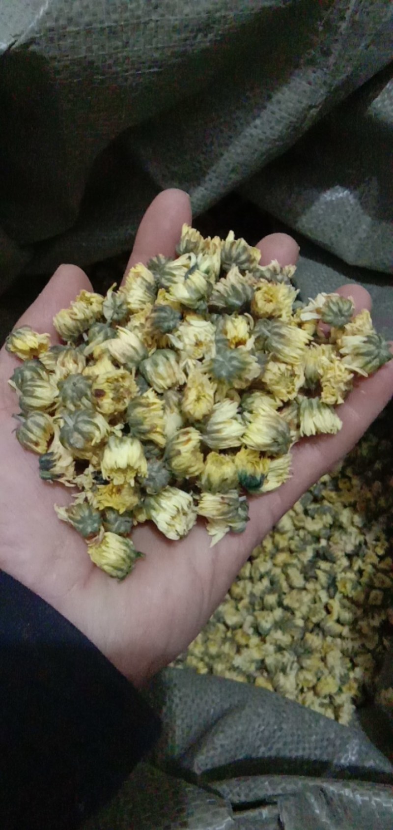 七月菊花，苏北菊花，胎菊