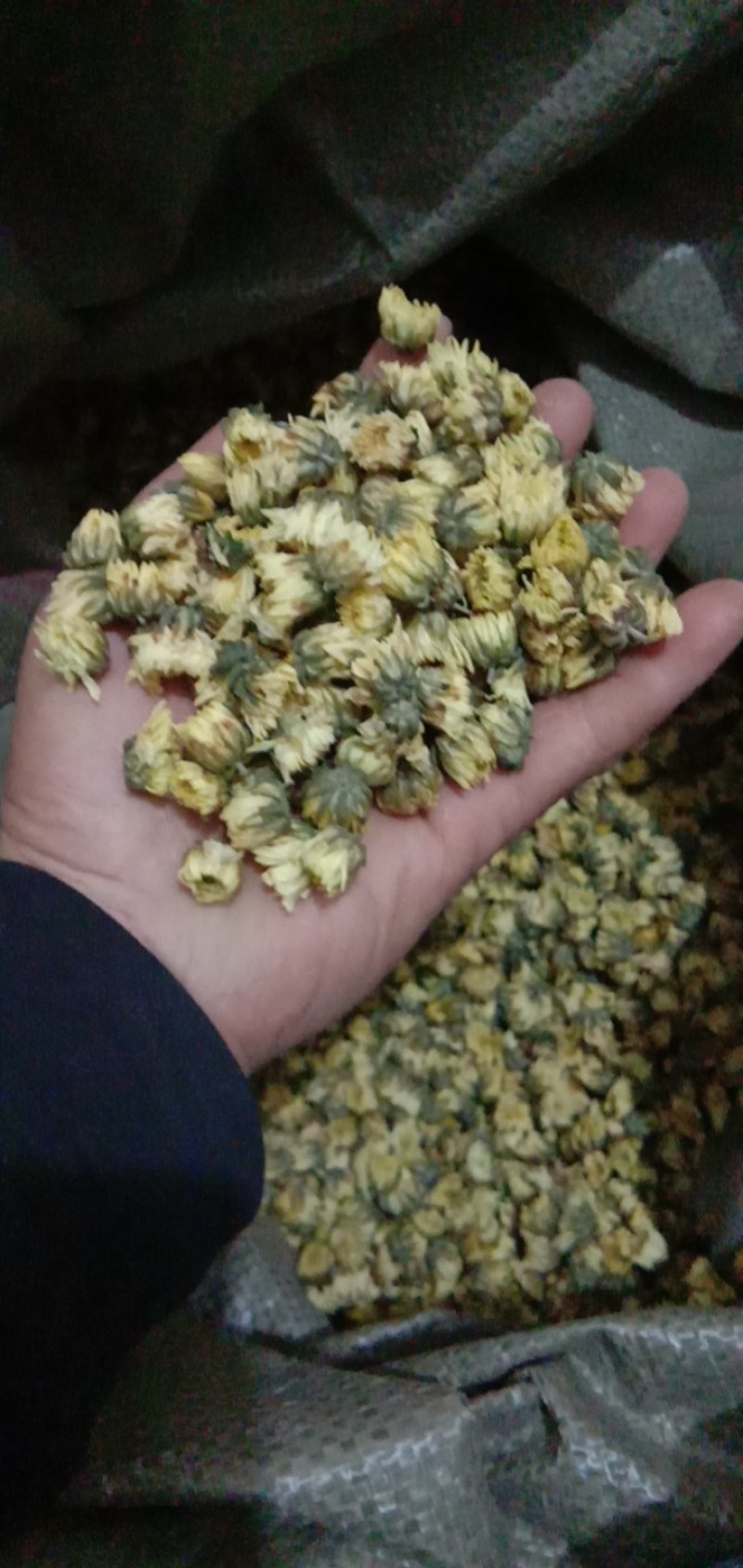 七月菊花，苏北菊花，胎菊