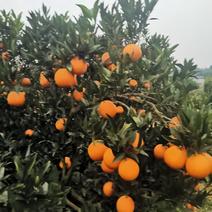 四川省金堂县三溪镇脐橙大量上市啦！欢迎客户们来三溪订购。
