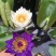池塘水池大睡莲睡莲根块水培植物水生根块大睡莲花根