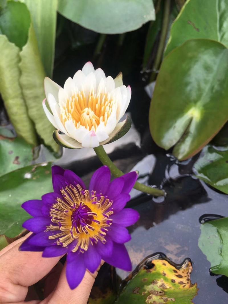 池塘水池大睡莲睡莲根块水培植物水生根块大睡莲花根