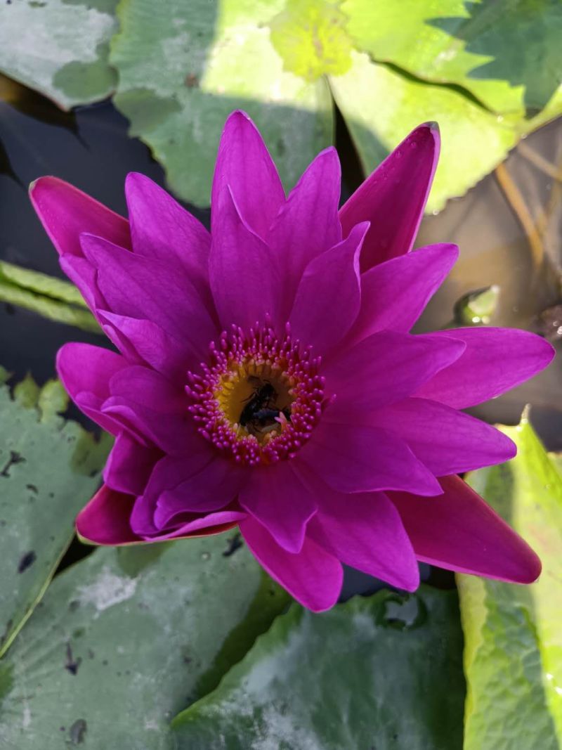 池塘水池大睡莲睡莲根块水培植物水生根块大睡莲花根