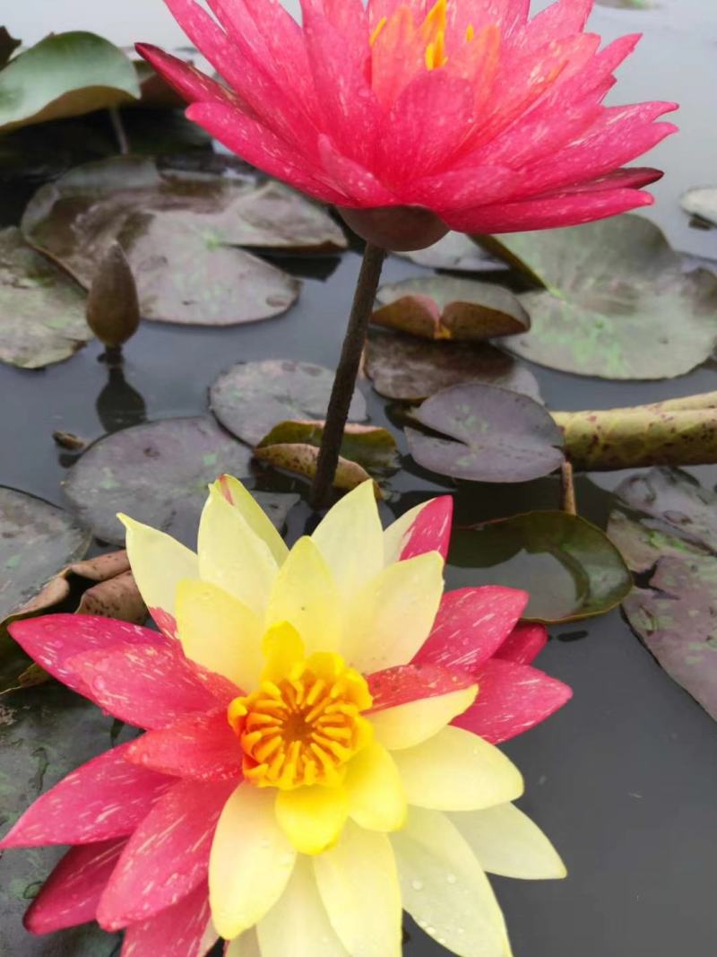 池塘水池大睡莲睡莲根块水培植物水生根块大睡莲花根