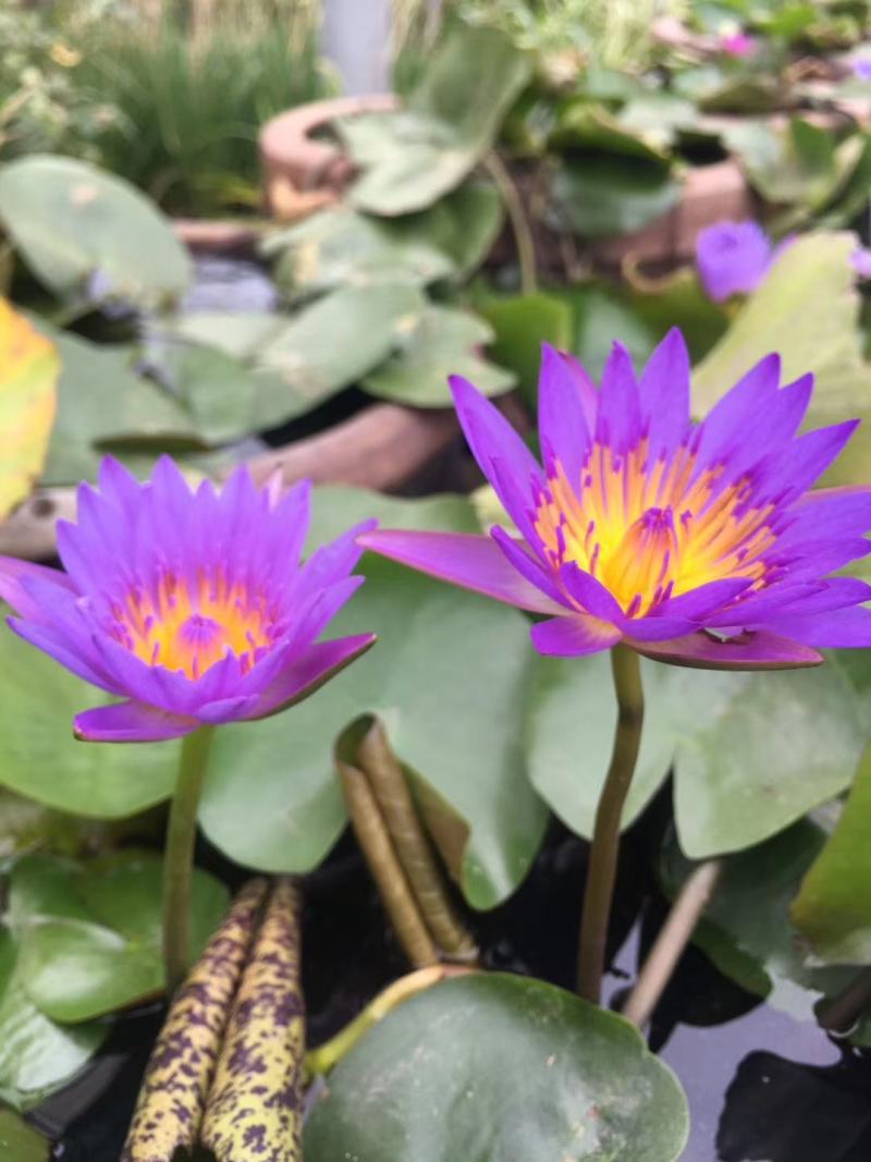 池塘水池大睡莲睡莲根块水培植物水生根块大睡莲花根