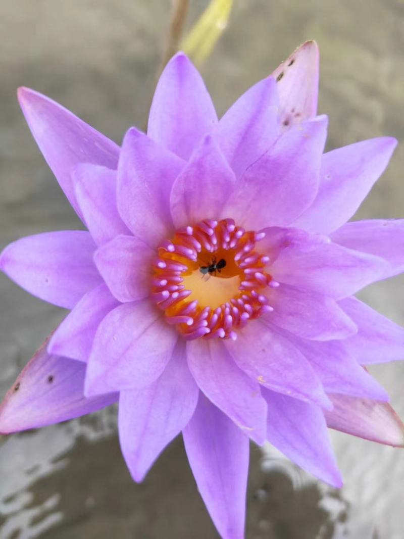 池塘水池大睡莲睡莲根块水培植物水生根块大睡莲花根