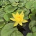 池塘水池大睡莲睡莲根块水培植物水生根块大睡莲花根