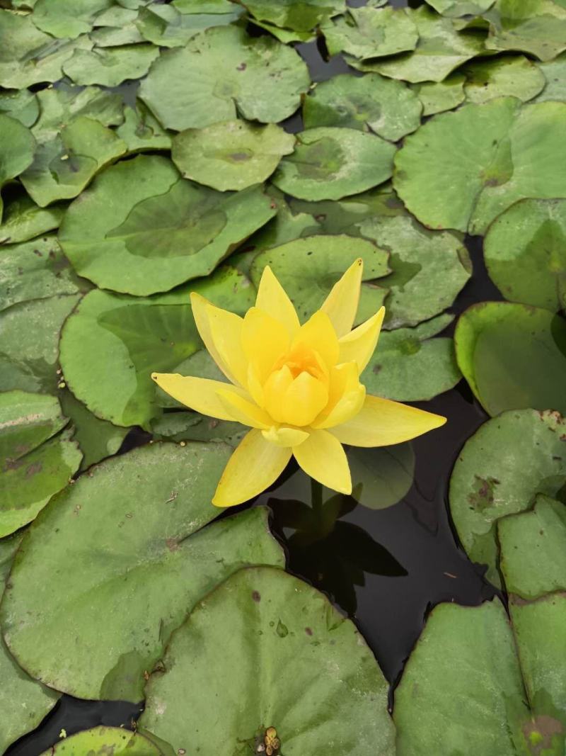 池塘水池大睡莲睡莲根块水培植物水生根块大睡莲花根