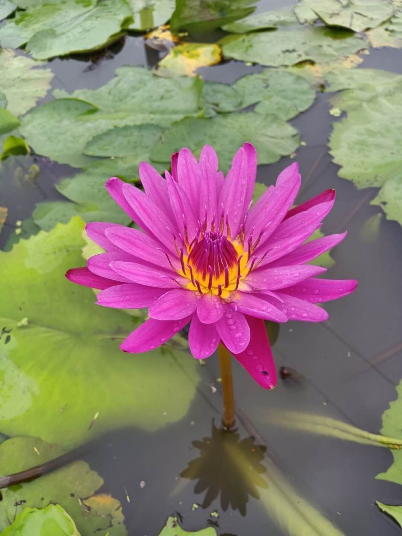 池塘水池大睡莲睡莲根块水培植物水生根块大睡莲花根