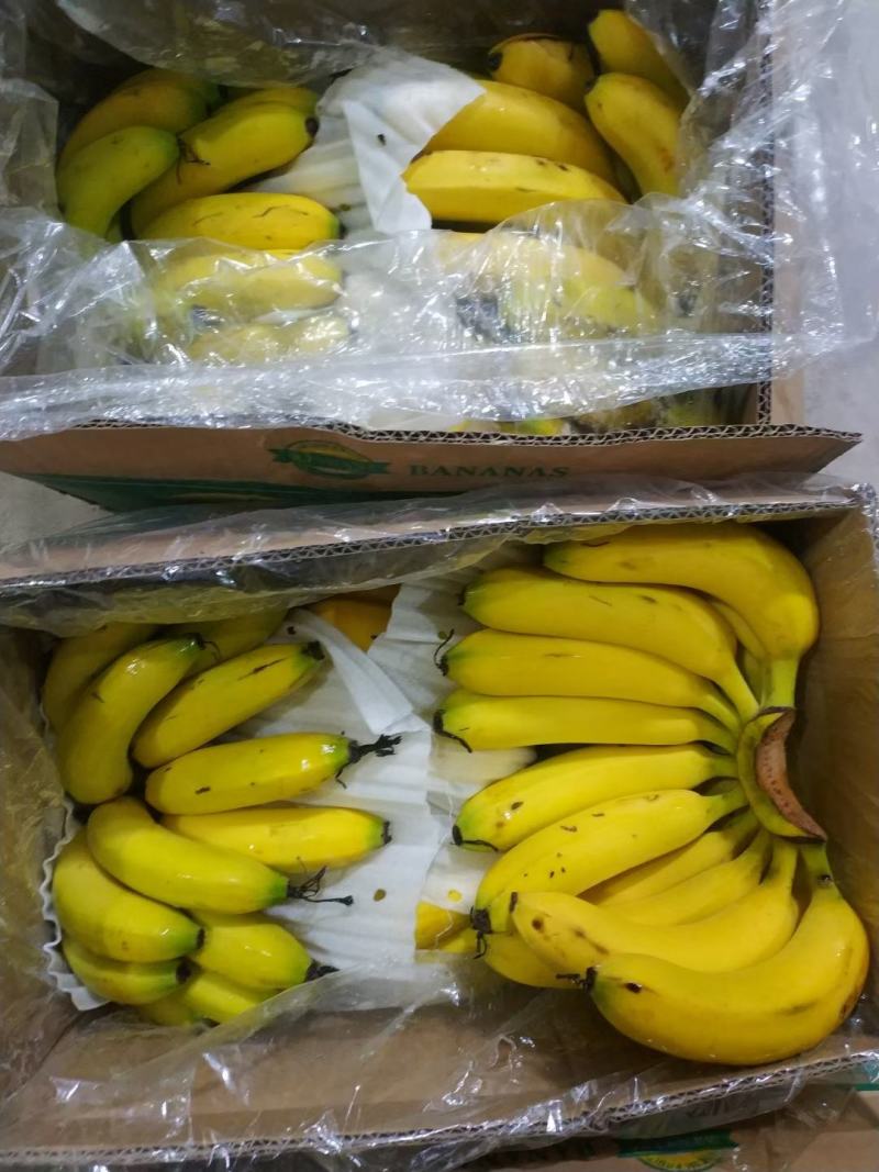 广西三把焦，大量出库批发