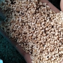 芝麻河南信阳精品芝麻大别山特产河南信阳芝麻