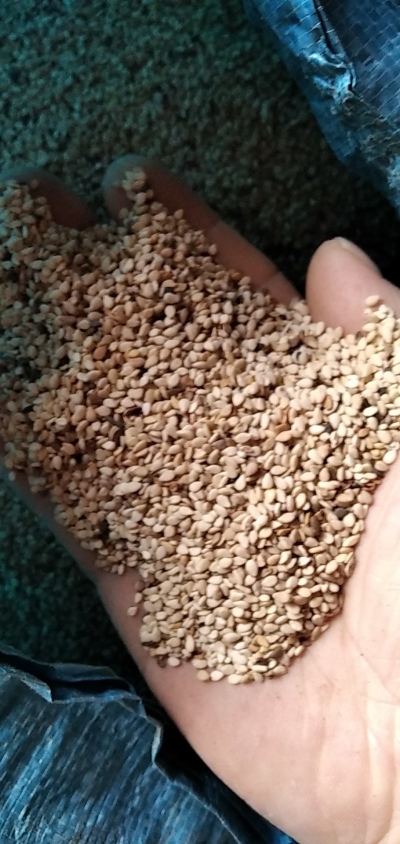 芝麻河南信阳精品芝麻大别山特产河南信阳芝麻