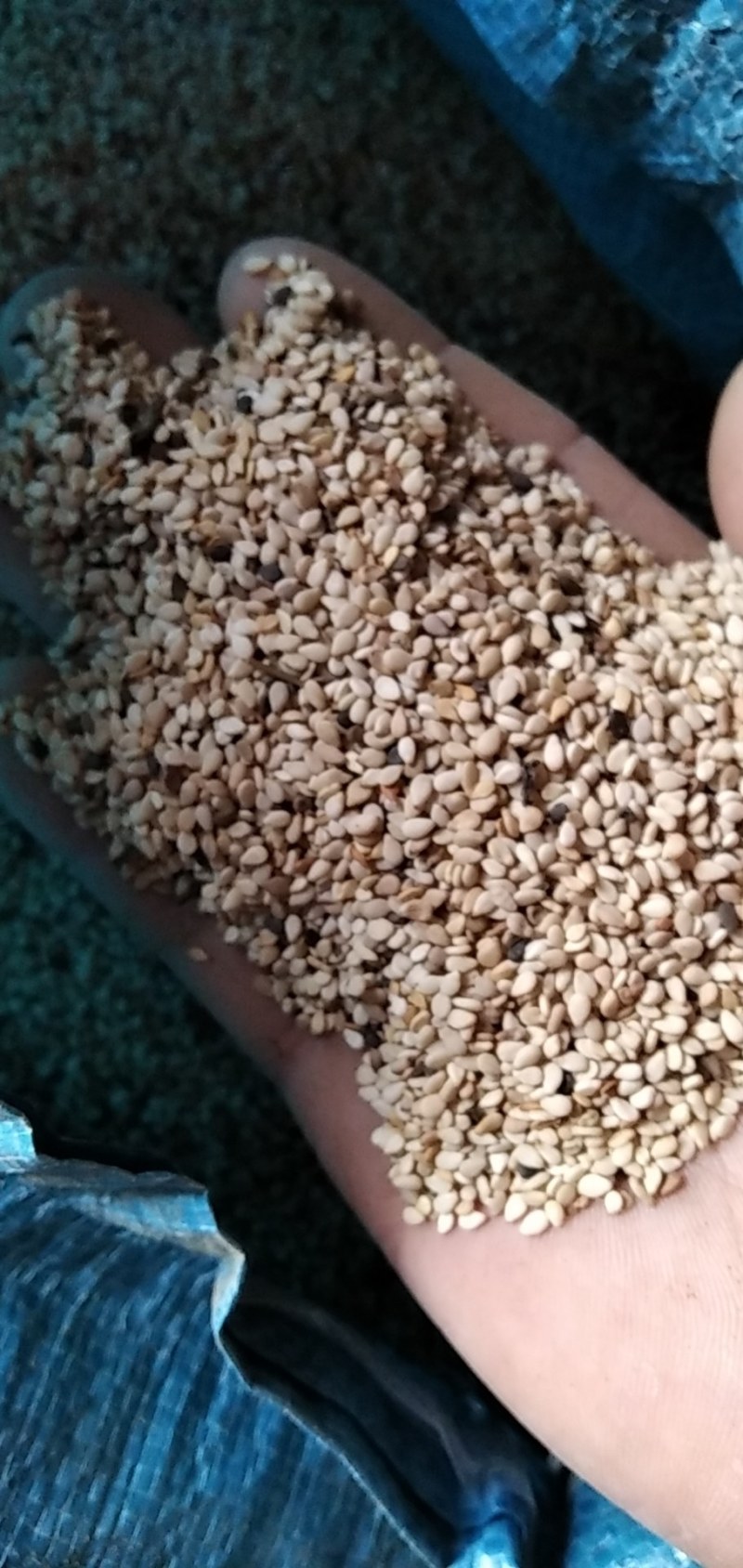 芝麻河南信阳精品芝麻大别山特产河南信阳芝麻