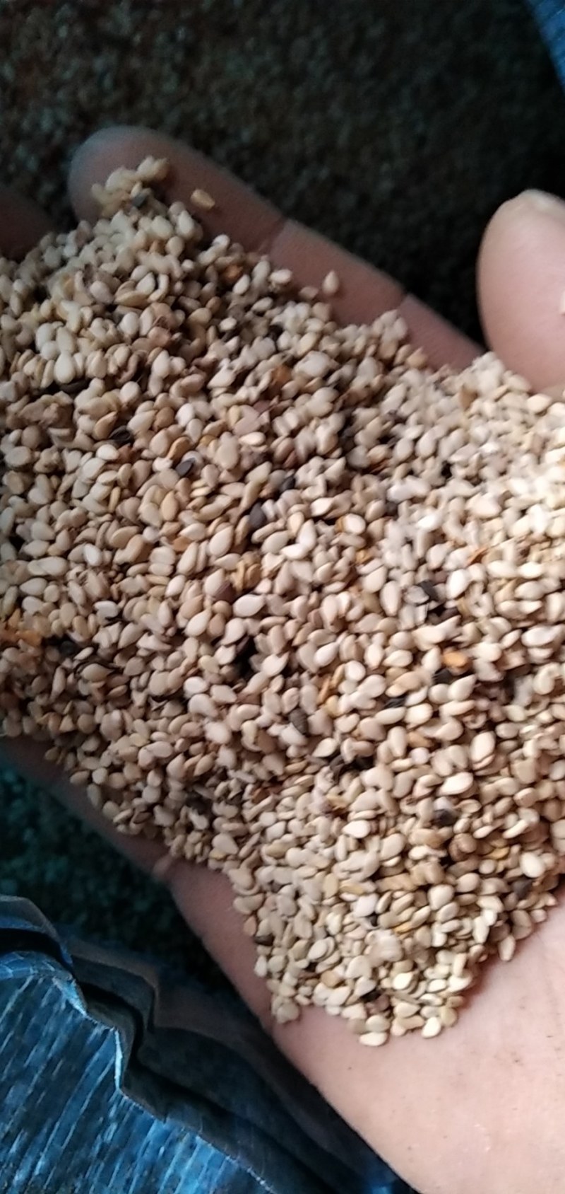 芝麻河南信阳精品芝麻大别山特产河南信阳芝麻