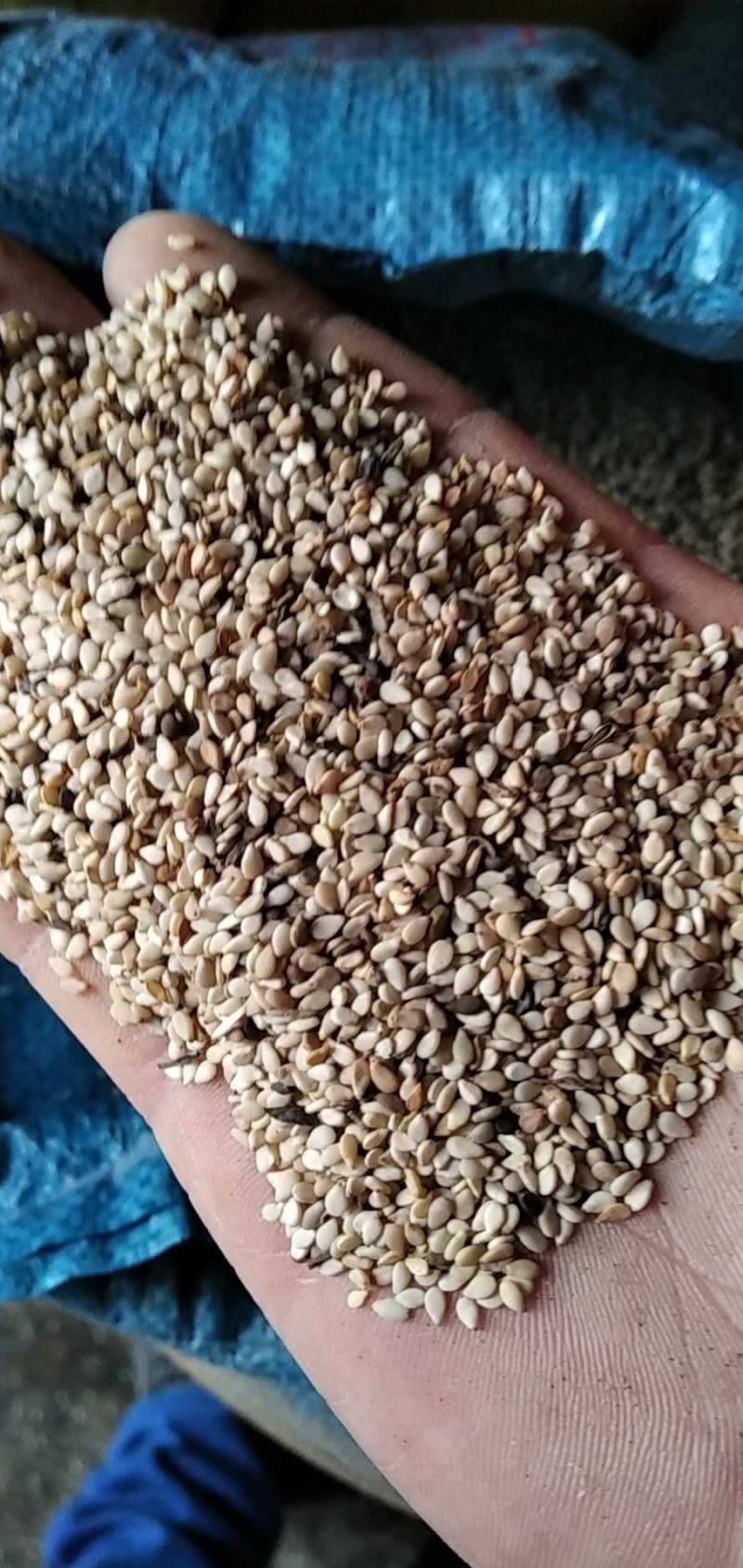 芝麻河南信阳精品芝麻大别山特产河南信阳芝麻