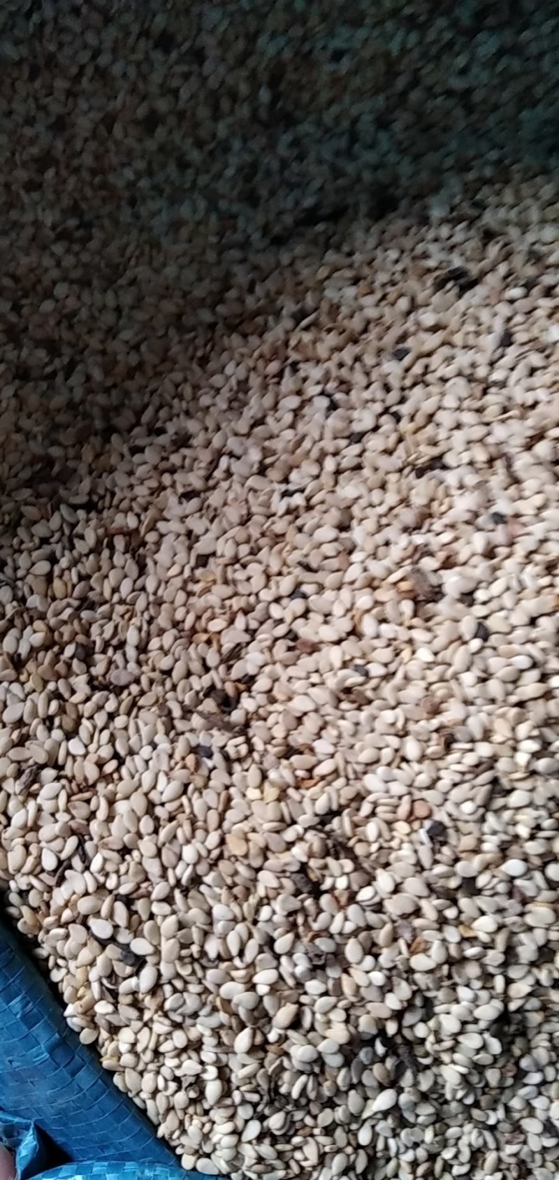芝麻河南信阳精品芝麻大别山特产河南信阳芝麻